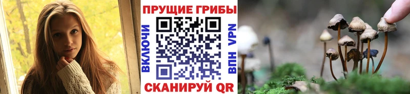 Псилоцибиновые грибы Psilocybe  Александров 